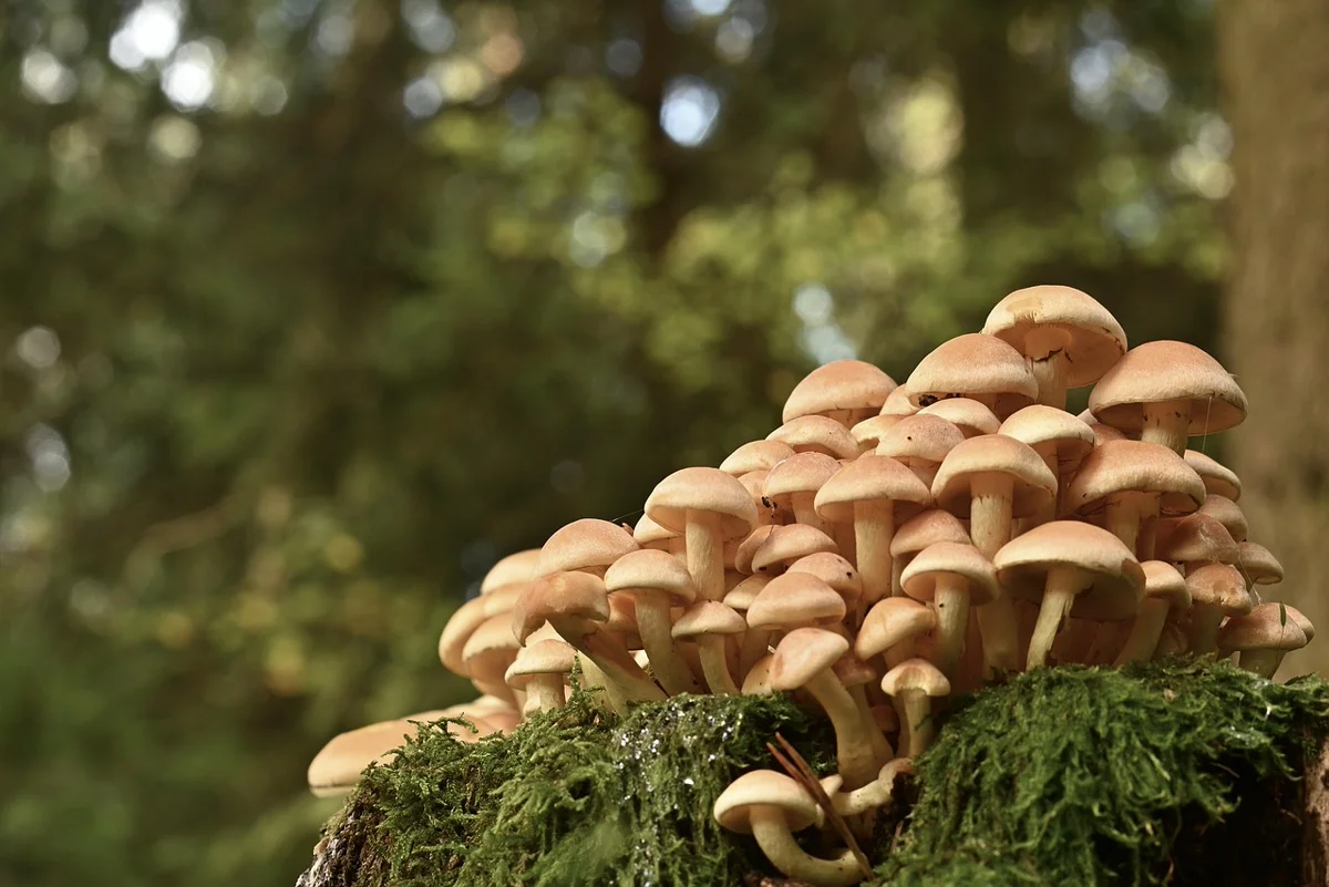 Le saviez-vous ? Les arbres communiquent entre eux !
