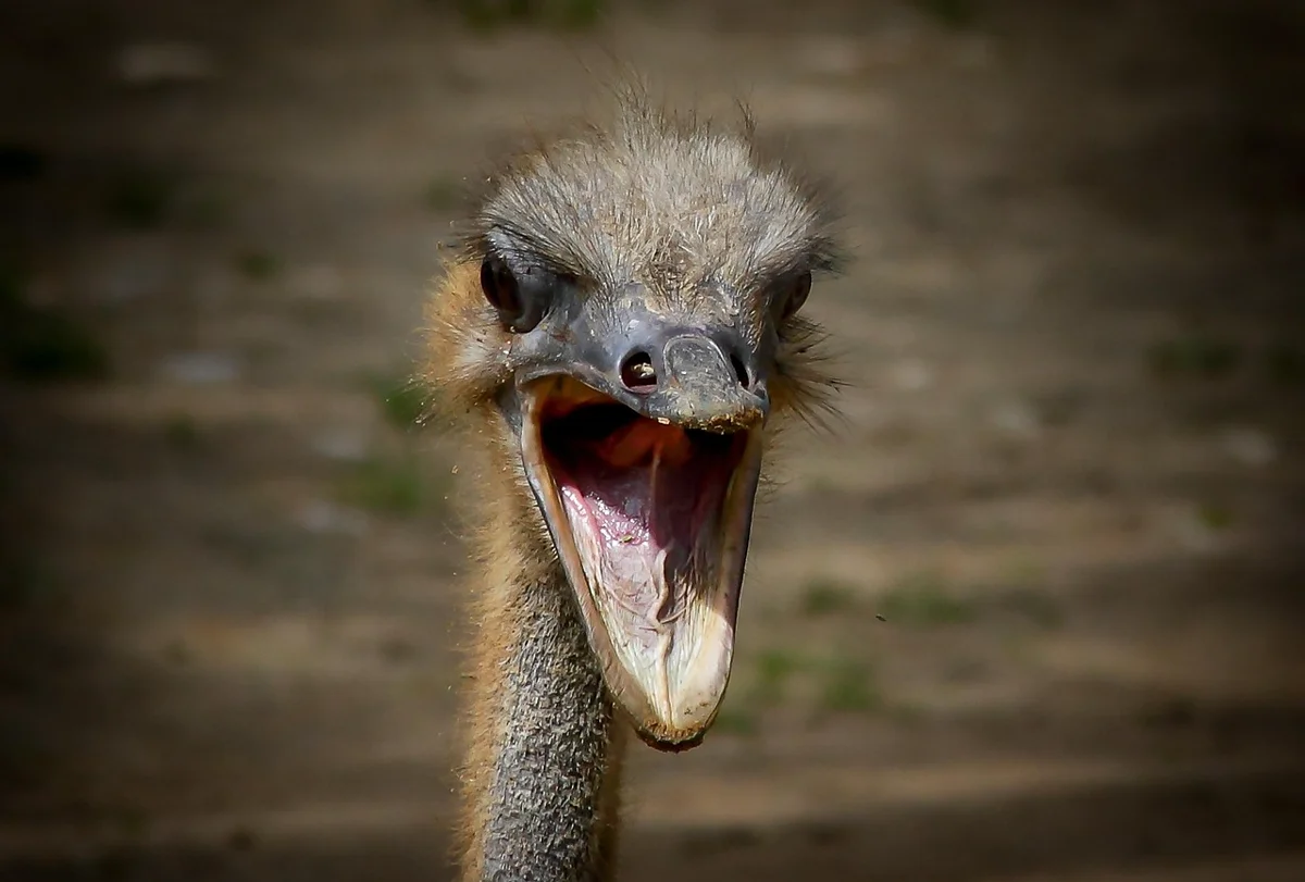 Vrai ou Faux ? Les autruches enfouissent-elles vraiment leur tête dans le sable ?
