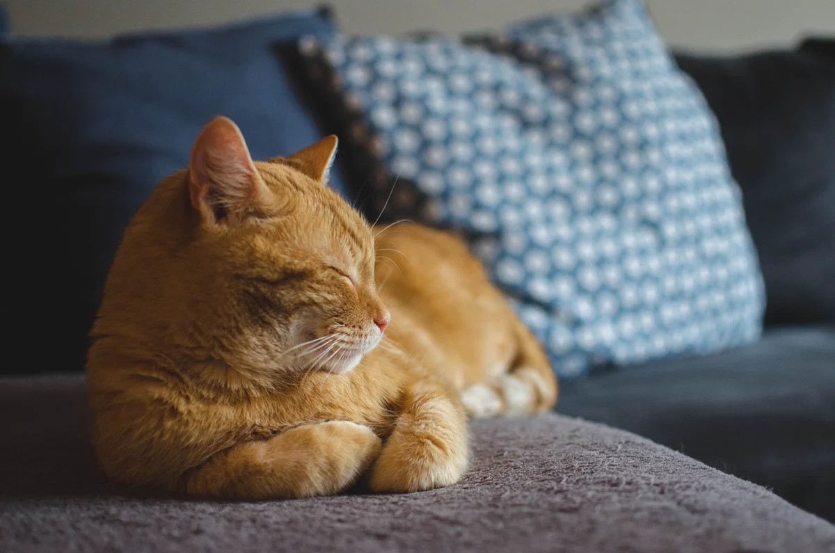 D'où vient l'expression « Avoir d'autres chats à fouetter » ?