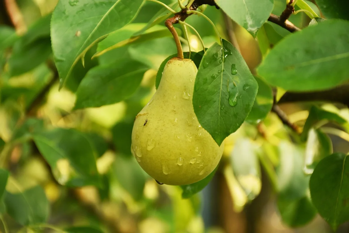 D'où vient l'expression « Couper la poire en deux » ?