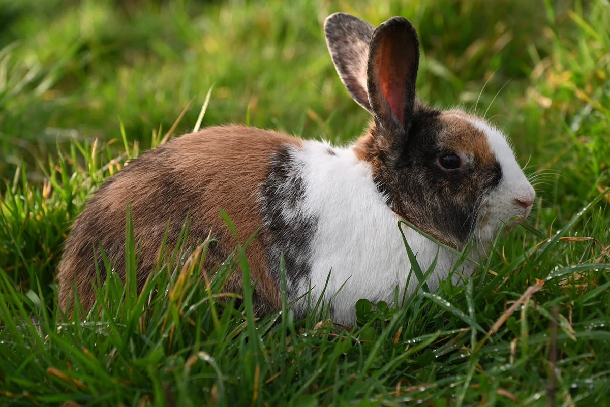 D'où vient l'expression « Poser un lapin » ?