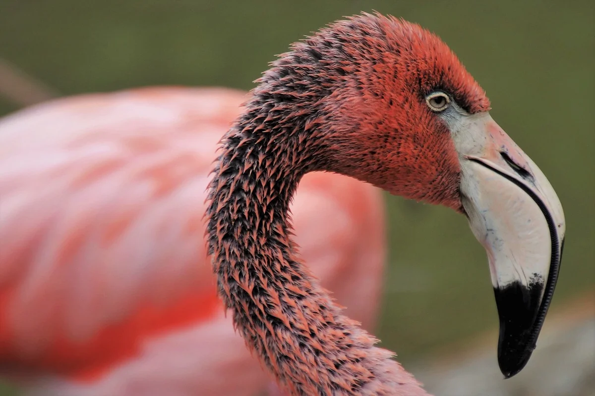 Le saviez-vous ? Les flamants roses sont naturellement blancs