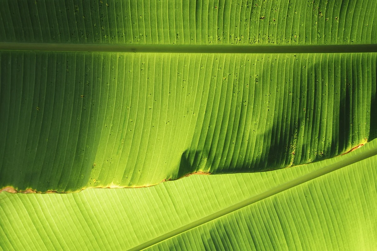 Le saviez-vous ? Les bananes sont légèrement radioactives