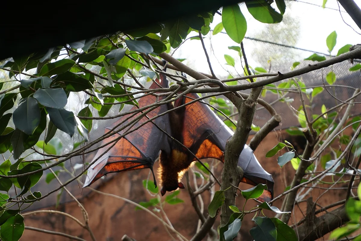 Le saviez-vous ? Les chauves-souris sont les seuls mammifères capables de voler