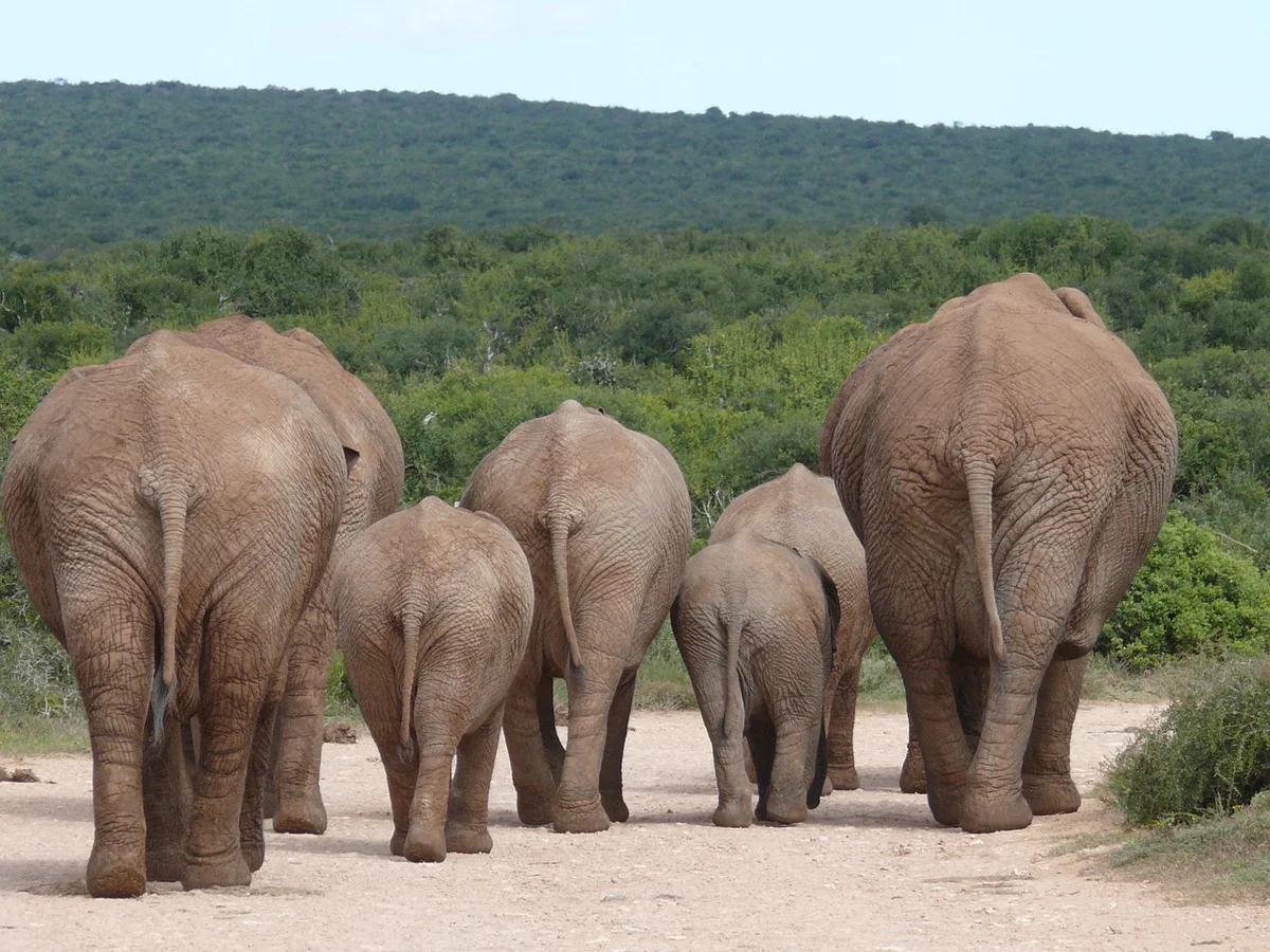 Le saviez-vous ? Les éléphants peuvent reconnaître les langues humaines