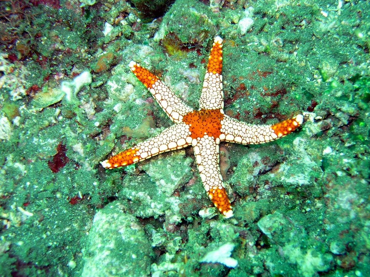 Le saviez-vous ? Les étoiles de mer peuvent régénérer des membres perdus