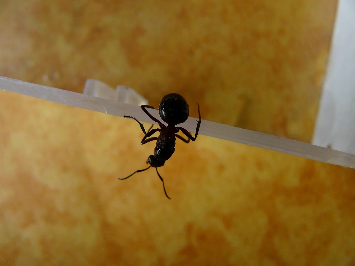 Le saviez-vous ? Les fourmis sont d'incroyables agricultrices
