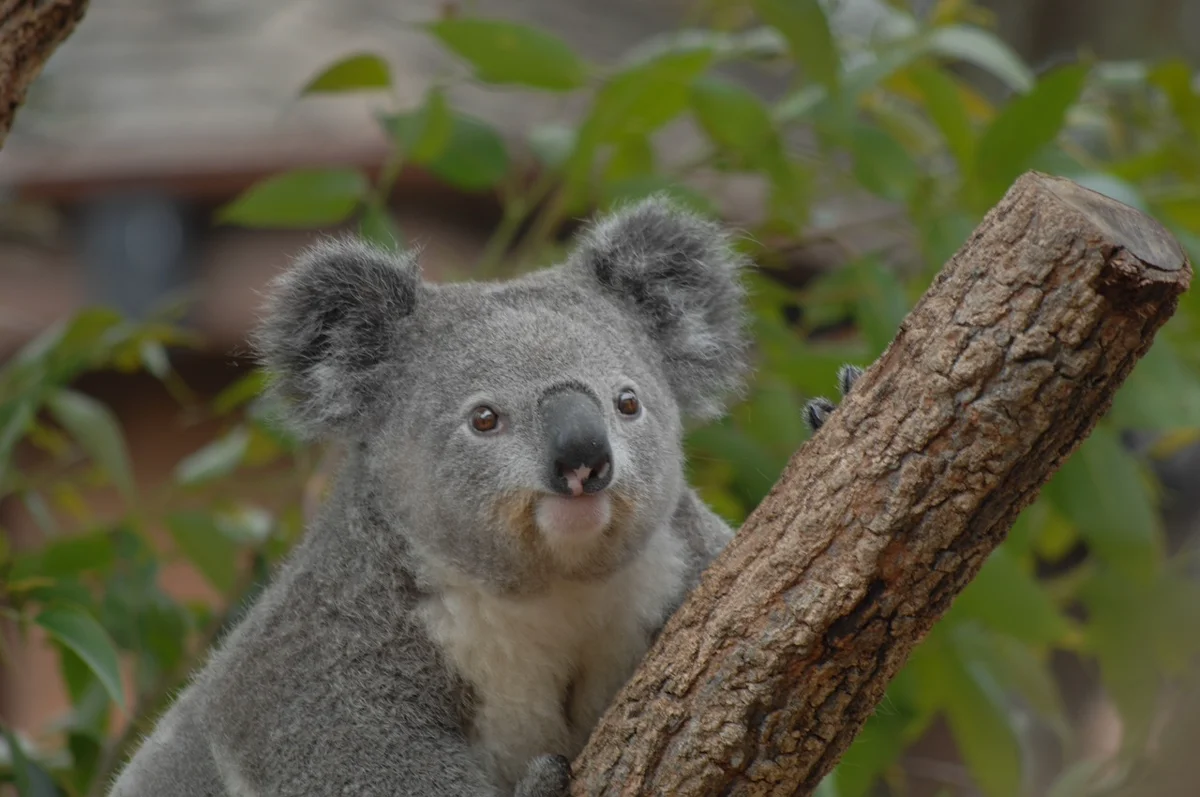 Le saviez-vous ? Les koalas ont des empreintes digitales similaires aux humaines