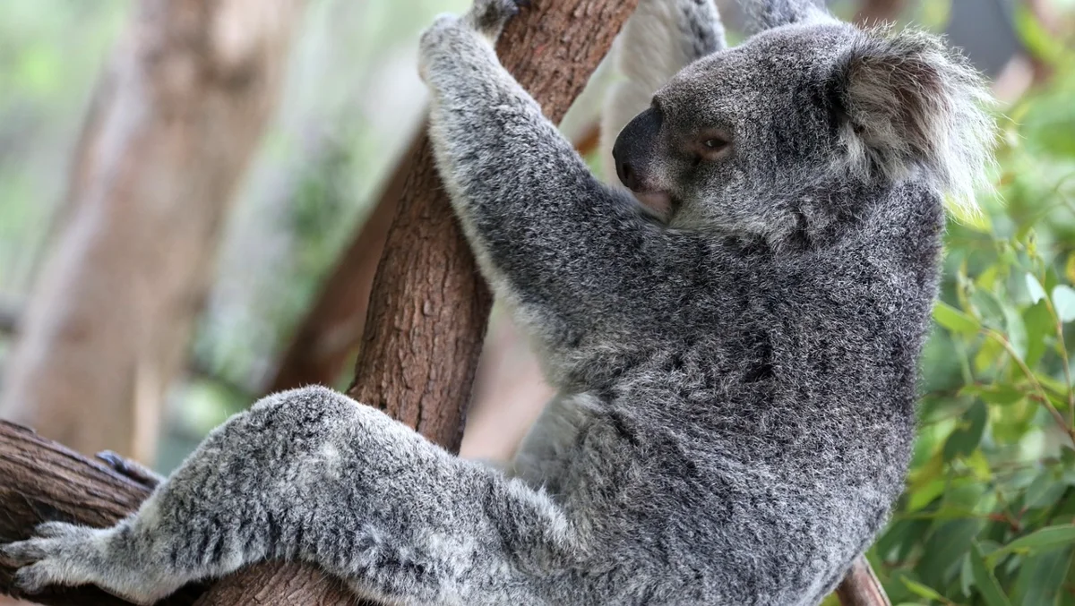 Le saviez-vous ? Les koalas ont des empreintes digitales similaires à celles des humains