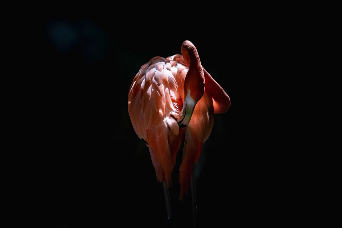 Le Saviez-vous ? Les flamants roses ne naissent pas roses