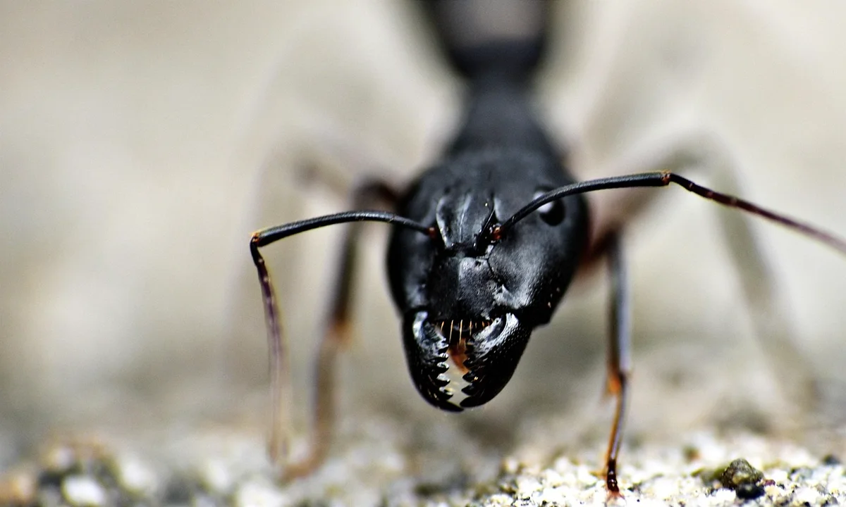 Le saviez-vous ? Les fourmis peuvent porter jusqu'à 50 fois leur poids