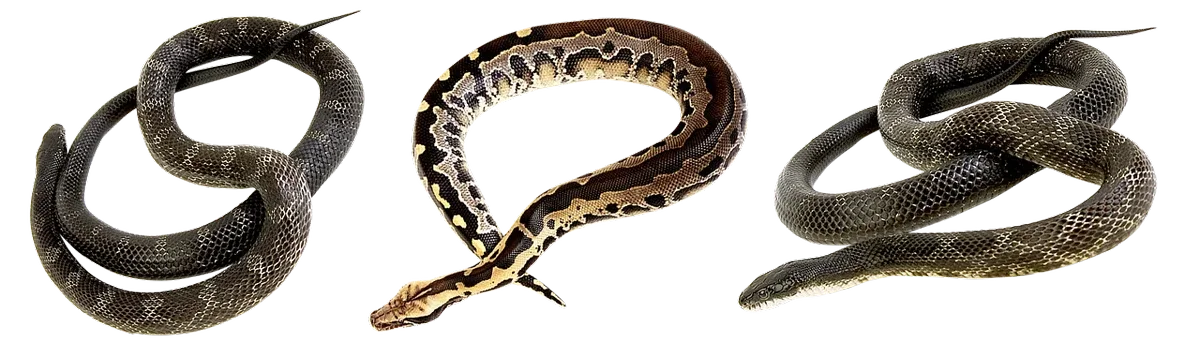 Le saviez-vous ? Les serpents peuvent sentir avec leur langue
