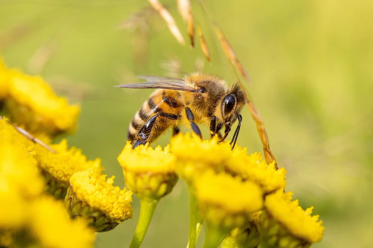 Le saviez-vous ? Les abeilles peuvent reconnaître les visages humains