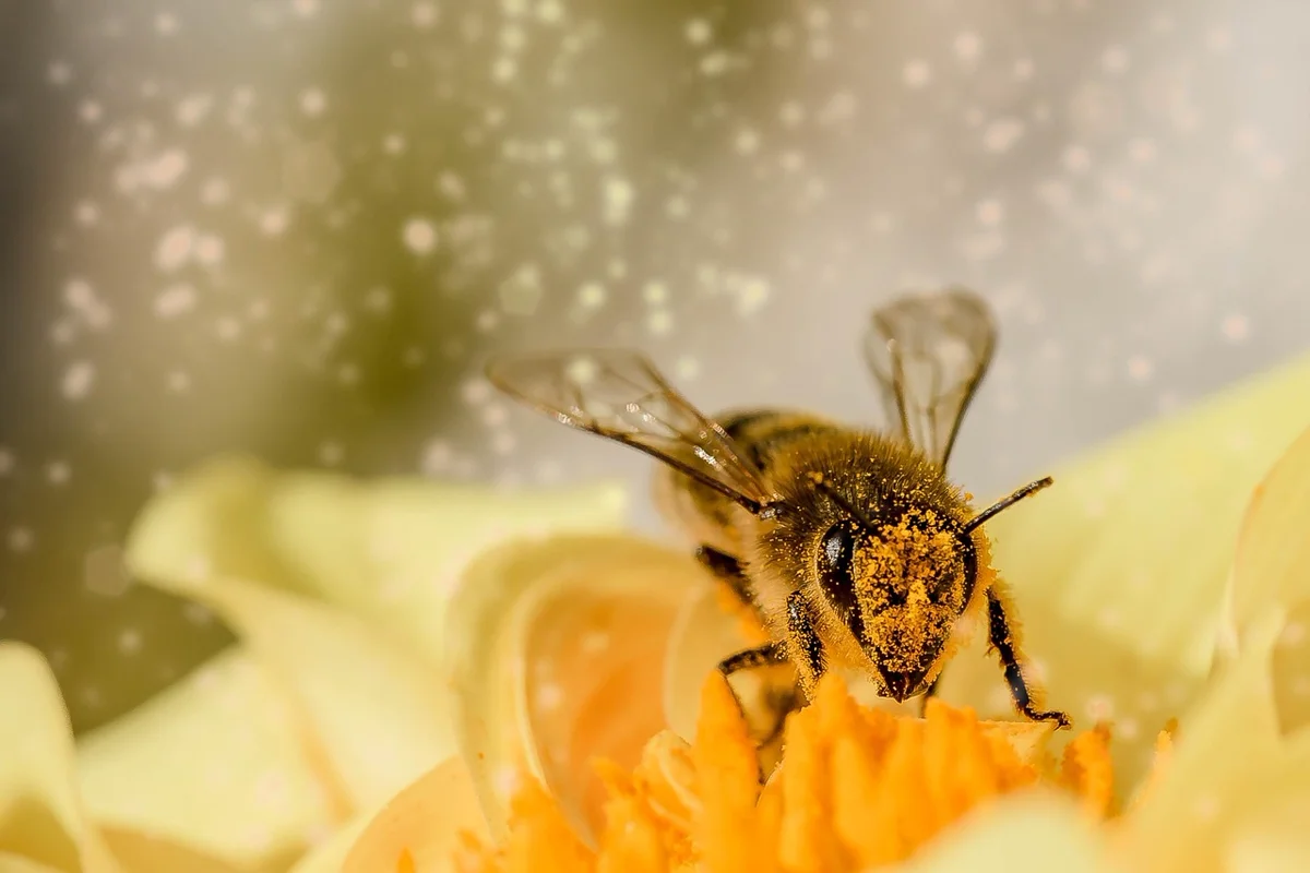 Le saviez-vous ? Les abeilles peuvent reconnaître les visages humains