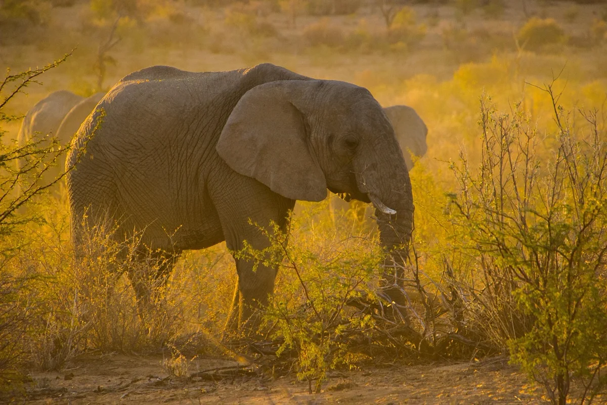 Le saviez-vous ? Les éléphants ont des « cimetière »