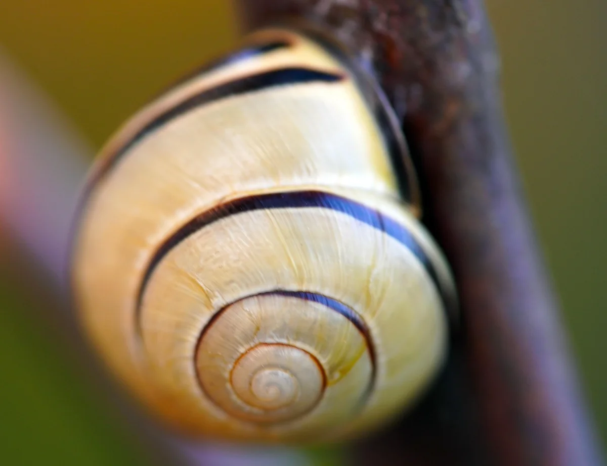 Le saviez-vous ? Les escargots peuvent dormir pendant trois ans