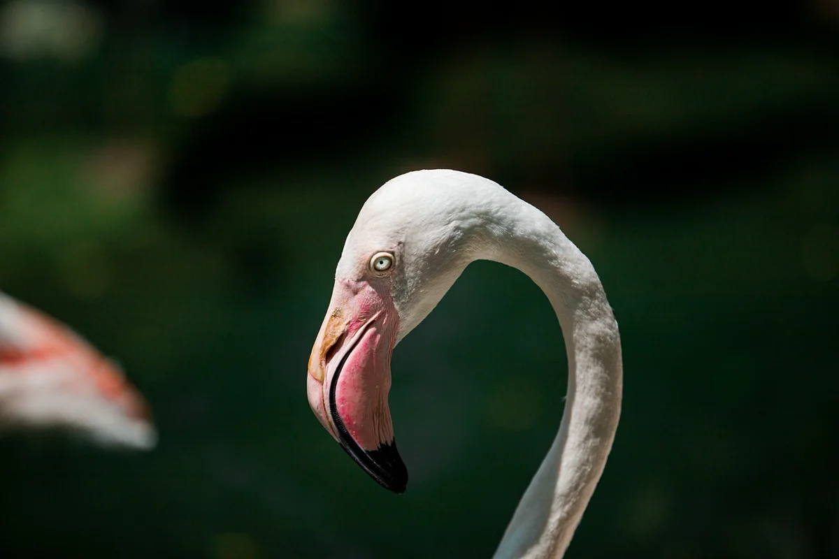 Le saviez-vous ? Les flamants roses doivent leur couleur à leur alimentation
