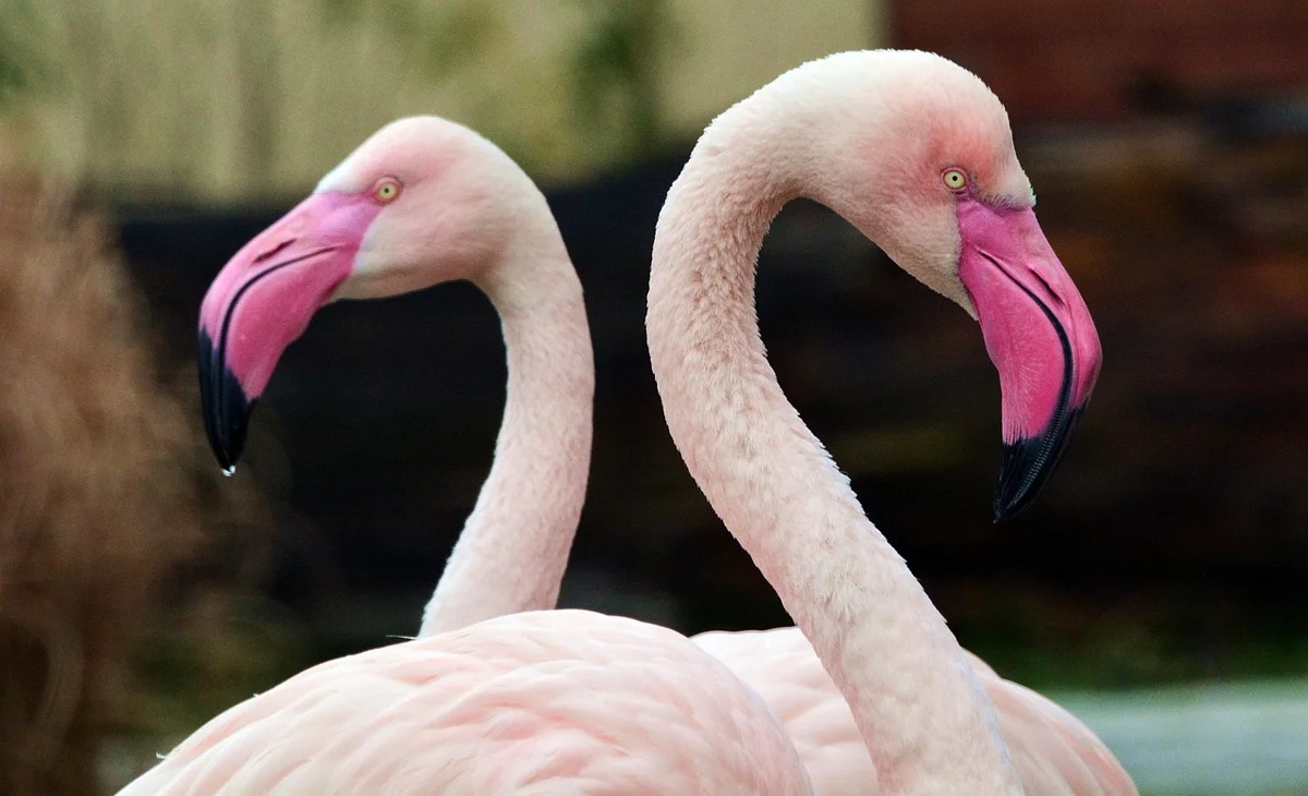 Le saviez-vous ? Les flamants roses ne naissent pas roses