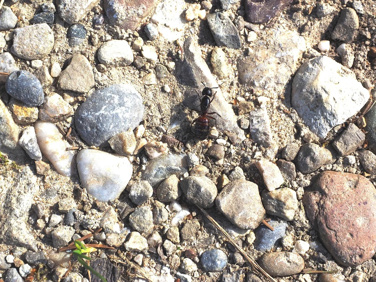Le saviez-vous ? Les fourmis peuvent soulever jusqu'à 50 fois leur poids