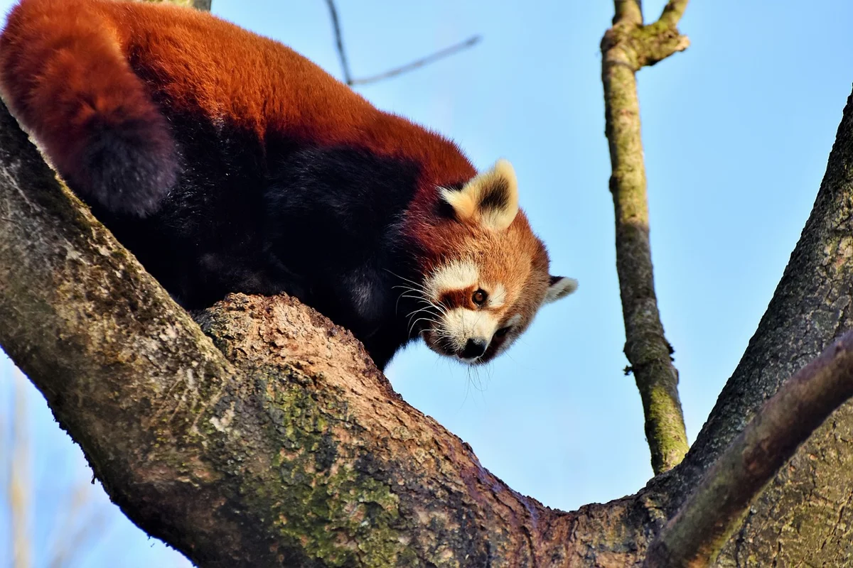 Le saviez-vous ? Les pandas géants ont un « faux pouce » pour manger du bambou