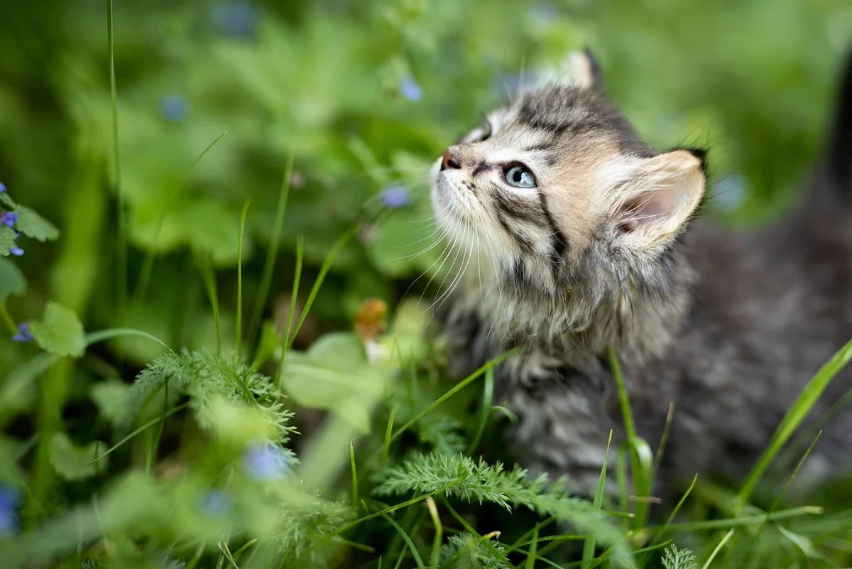 Pourquoi les chats aiment-ils se cacher dans des boîtes ?