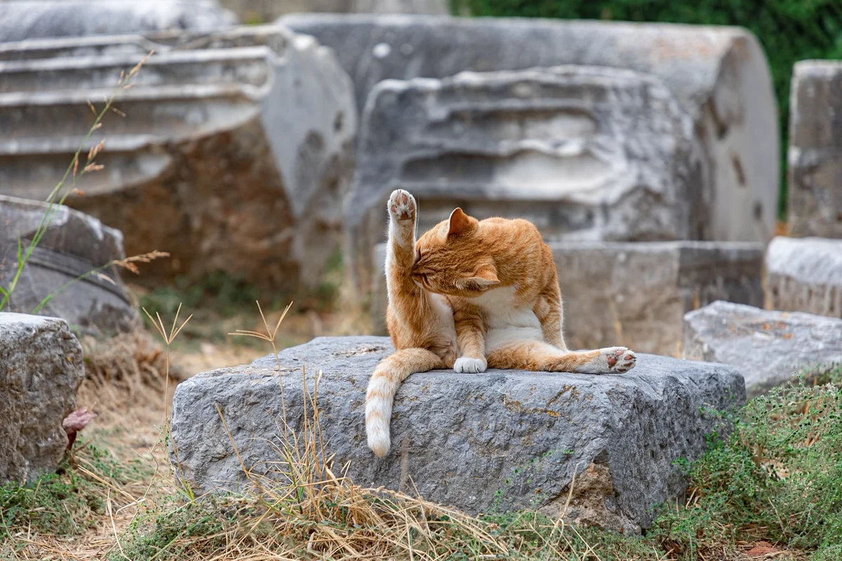 Pourquoi les chats ronronnent-ils ?