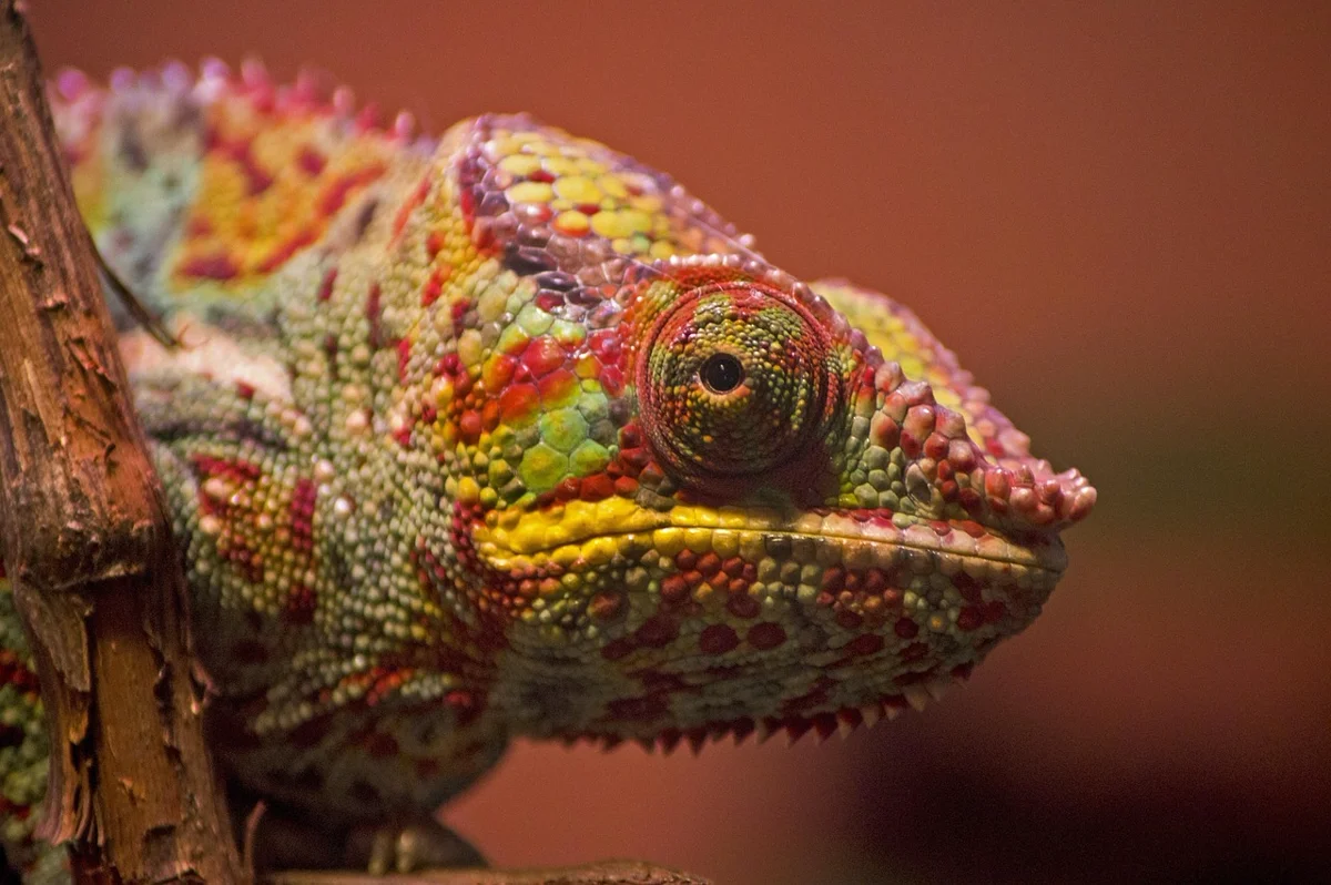 Pourquoi les caméléons changent-ils de couleur ?