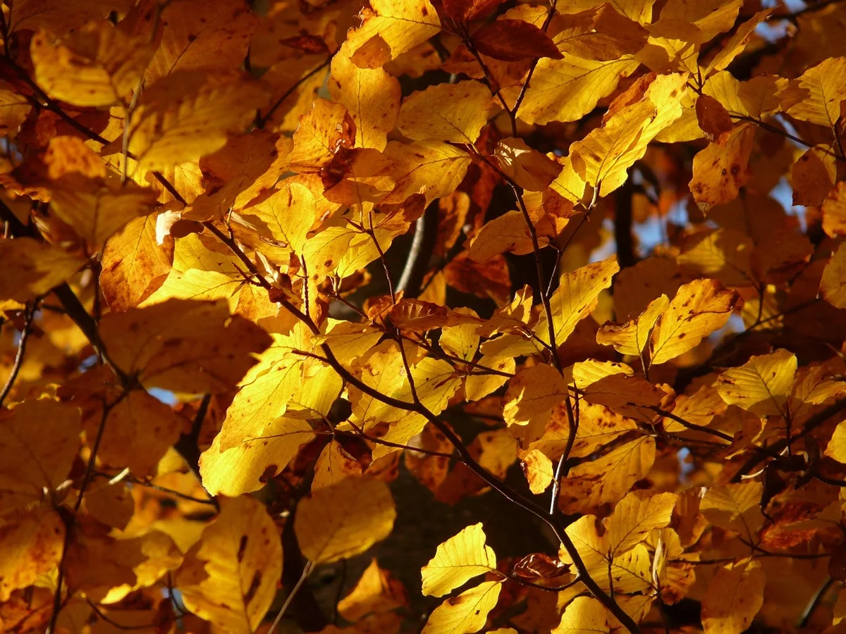 Pourquoi les feuilles changent-elles de couleur en automne ?