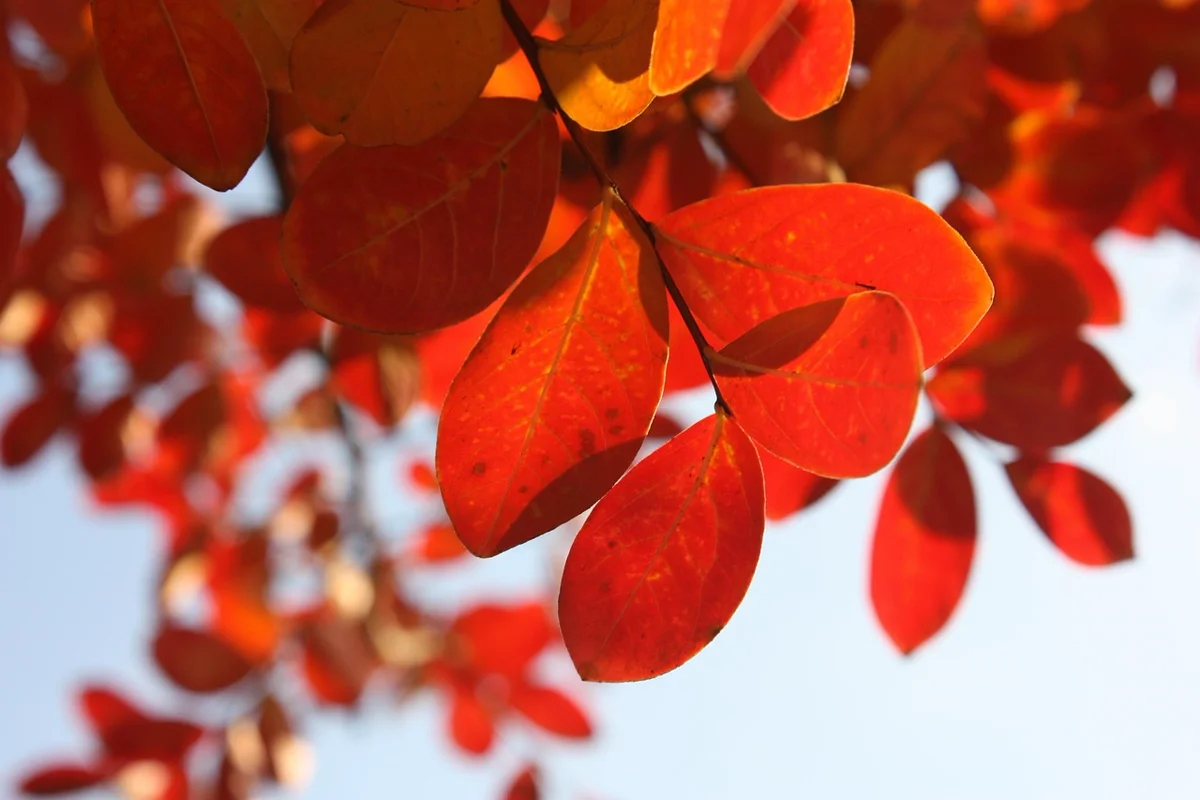 Pourquoi les feuilles tombent-elles en automne ?