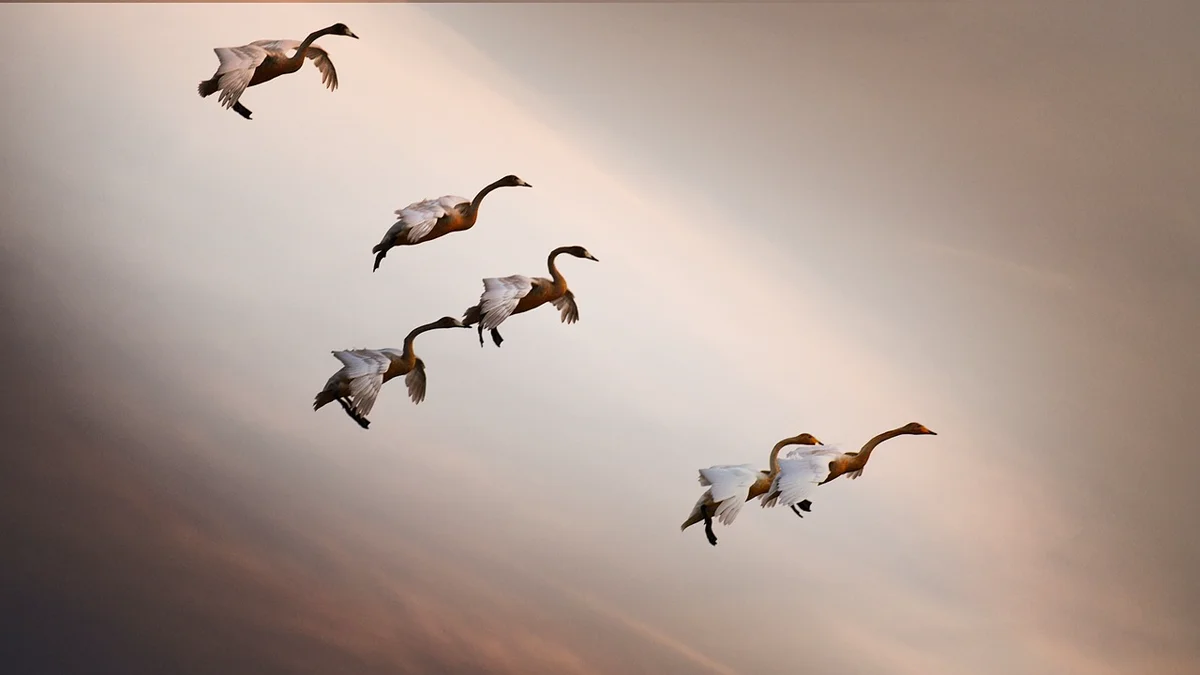 Pourquoi les oiseaux migrent-ils ?