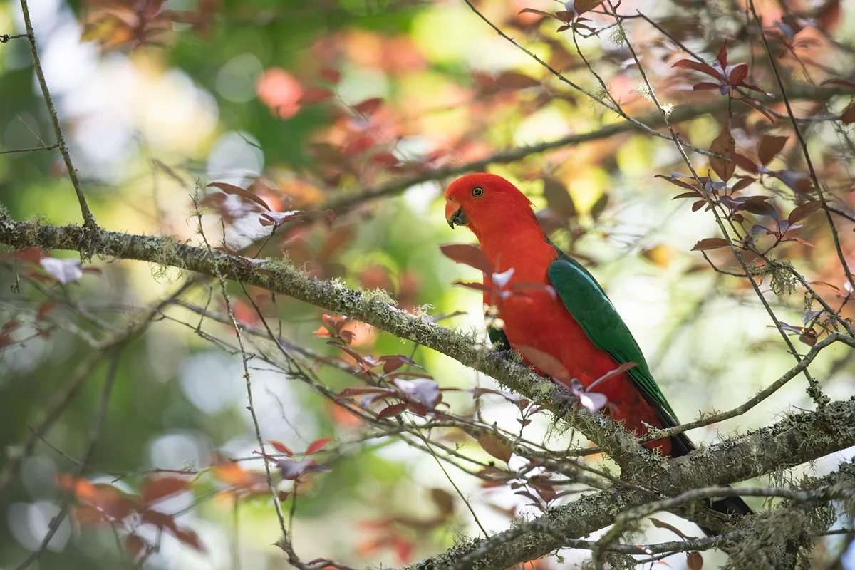 Pourquoi les perroquets parlent-ils ?