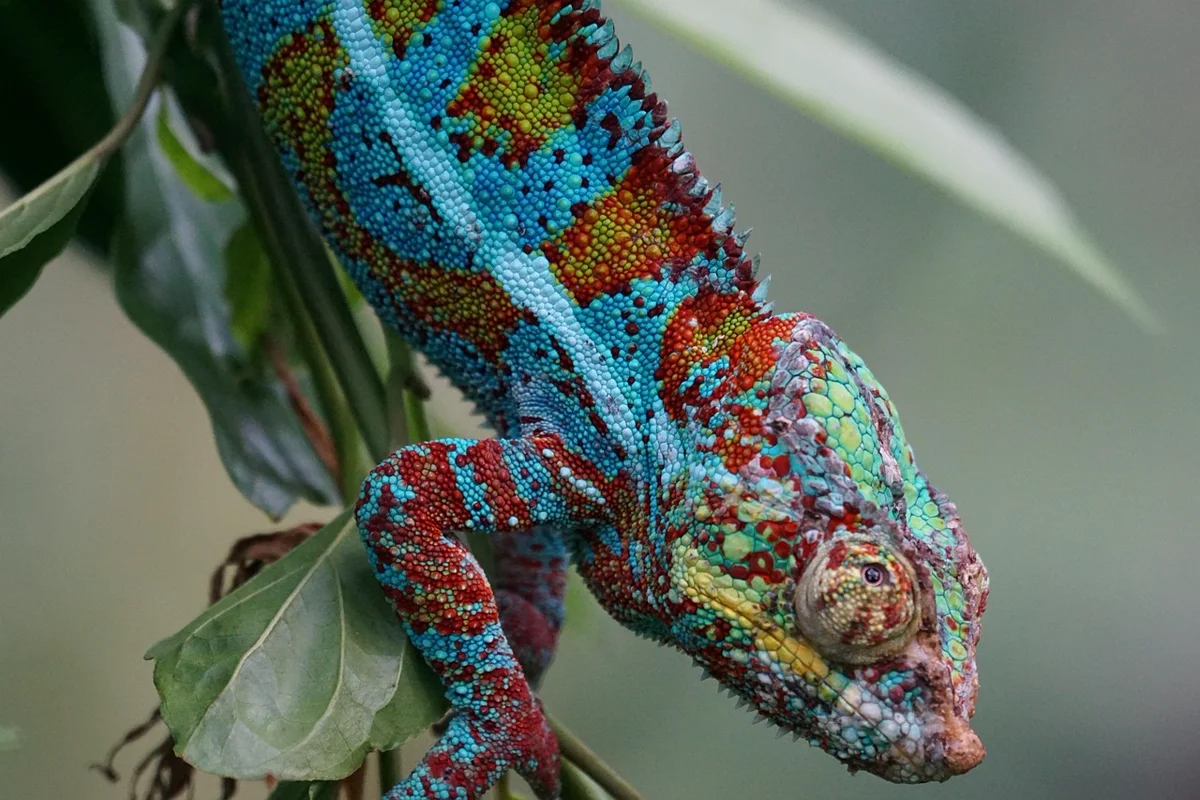 Vrai ou Faux ? Les caméléons changent-ils de couleur pour se camoufler ?