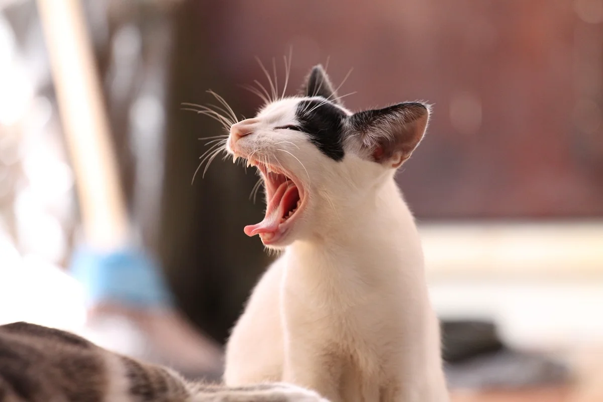 Vrai ou Faux ? Les chats retombent-ils toujours sur leurs pattes ?