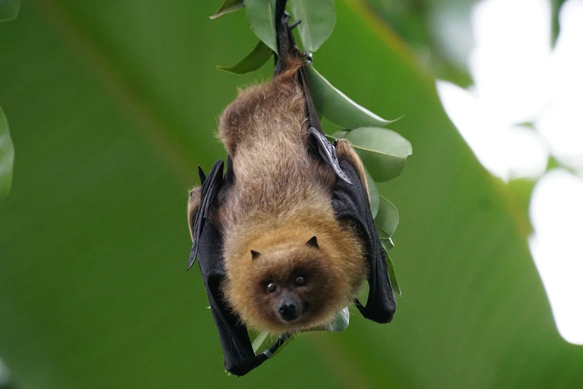 Vrai ou Faux ? Les chauves-souris sont-elles vraiment aveugles ?