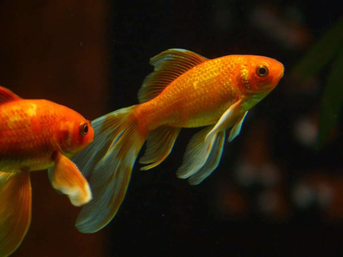 Vrai ou Faux ? Les poissons rouges ont-ils vraiment une mémoire de trois secondes ?