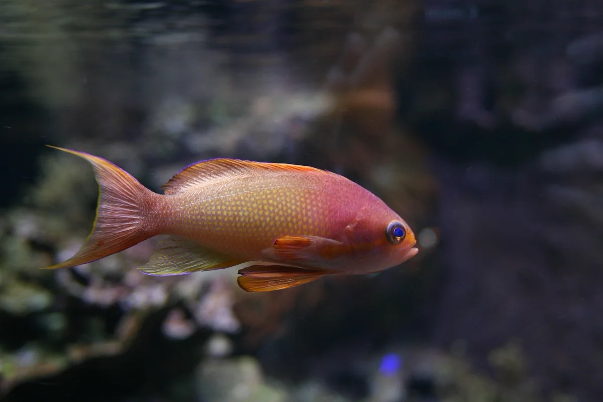 Vrai ou Faux ? Les poissons rouges ont-ils vraiment une mémoire de trois secondes ?