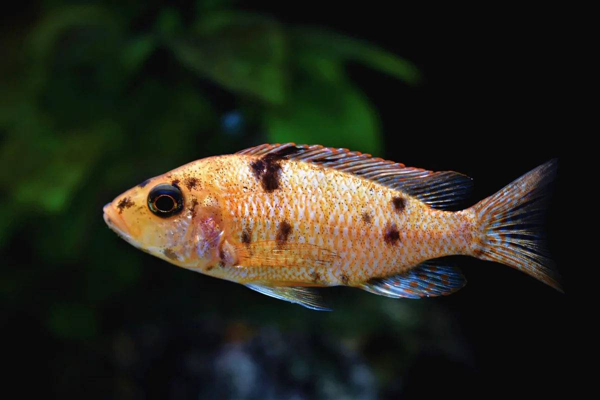Vrai ou Faux ? Le poisson rouge a-t-il vraiment une mémoire de trois secondes ?