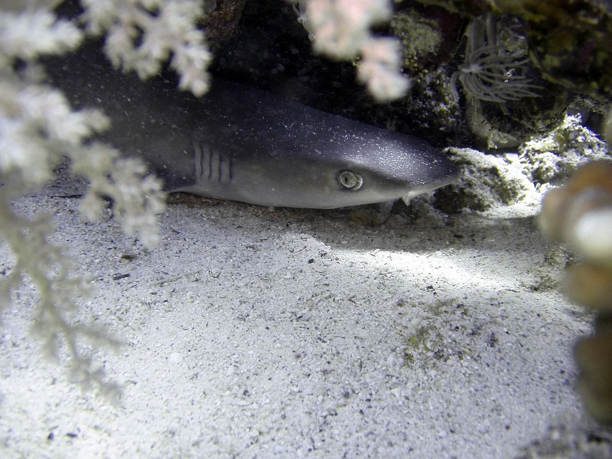 Vrai ou Faux ? Les requins doivent-ils constamment nager pour survivre ?